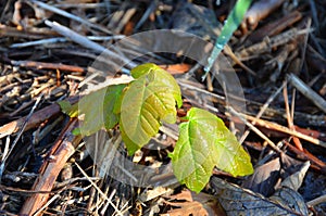 New spring shoots