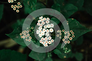 New sprout, Ageratina adenophora, also known as Crofton weed, surrounded by other plants