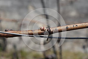 New sprout budding out from grapevine in Vineyard. Grapevine attached to metal support.