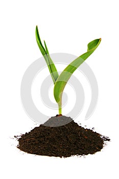 New sprout and dirt isolated on white