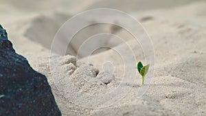 New sprout of green plant growing from sand in sunlight. Close up young sprout og green plant.