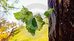 New sprout growing on a tree trunk