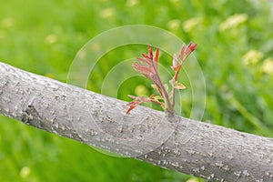 New sprout on Manchurian walnut tree