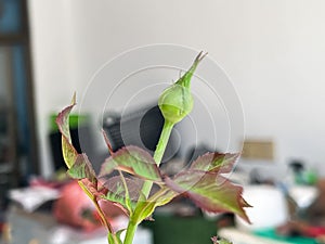 New sprout rose,rose bud emerge ,for growing plant