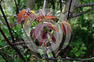 New sprouting leaves of a walnut