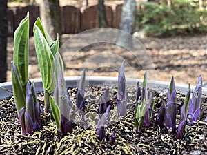 New sprouts of a perennial plant emerge through soil in springtime