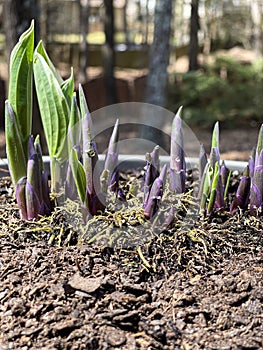 New sprouts of a perennial plant push through soil in springtime
