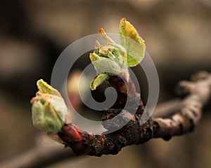 New sprouts - spring time