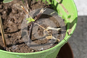 New sprouts from twigs used as stem cuttings to propagate plants. Close up photo