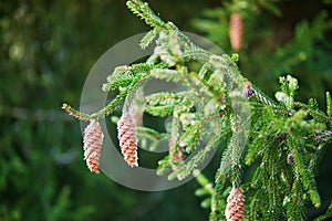 New spruce cones on spruce branch
