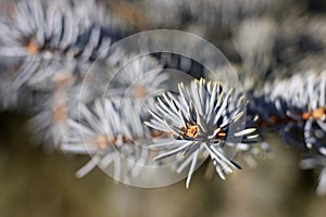 New spruce tree bud against tree needles