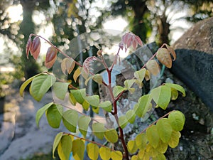 A new starfruit sapling grows