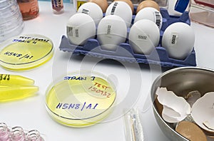 New strain of H5N8 avian influenza infected in humans, petri dish with samples photo