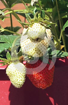 New strawberries