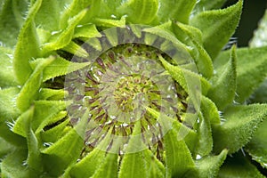 New sunflower bud unfurling