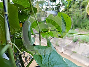 The new suri cucumber plant is bearing small fruit