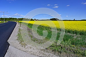 new tarmac road through yellow canola fields