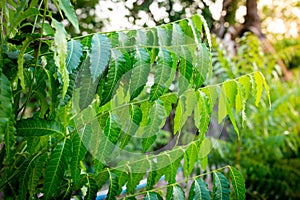 New top leaf of neem plant. Azadirachta indica - A branch of neem tree leaves.