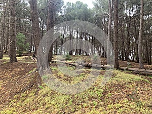 New tree On a dry land after a forest fire burned