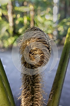 New tree fern leaf or crozier unfurling