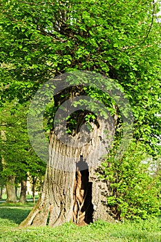 New Tree Growing Inside Old Hollow Tree Bark