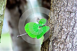 Tree leaf from old tree