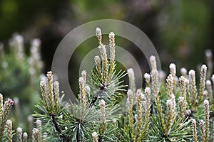 New tree shoots blooming in spring, green buds