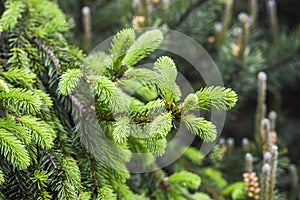 New tree shoots blooming in spring, green buds
