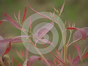 A new tree somewhere in field