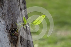 New trees leaf