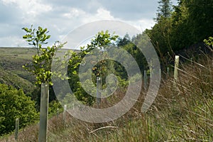 New trees planted in woodland with plastic guards