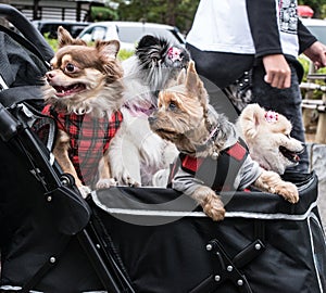 New trend in Japan young couples adopt pet dogs and travel with them all around in baby carriages
