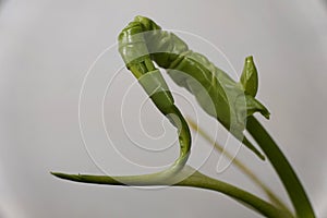 A new and unfurling green leaf of Philodendron Bob Cee