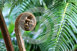 New unravelling fern leaf photo