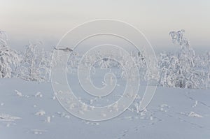 New Urengoy, YaNAO, North of Russia. Helicopter UTair and Konvers avia in the local airport on the service. January 06, 2017 Edit