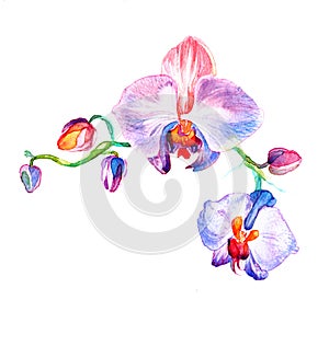 The new view of orchid watercolor hand drawn for postcard