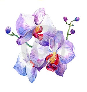 The new view of orchid watercolor hand drawn for postcard