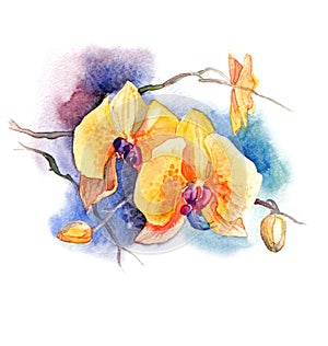 The new view of orchid watercolor hand drawn for postcard