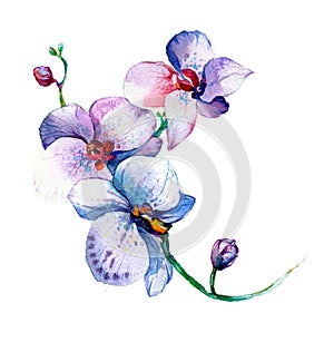 The new view of orchid watercolor hand drawn for postcard