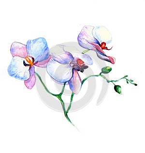 The new view of orchid watercolor hand drawn for postcard