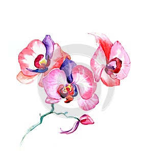 The new view of orchid watercolor hand drawn for postcard