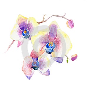 The new view of orchid watercolor hand drawn for postcard