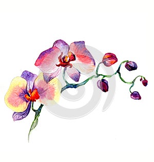 The new view of orchid watercolor hand drawn for postcard