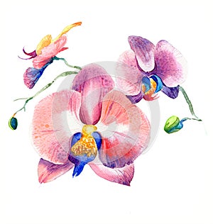 The new view of orchid watercolor hand drawn for postcard