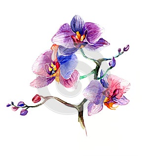 The new view of orchid watercolor hand drawn for postcard