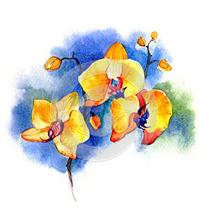 The new view of orchid watercolor hand drawn for postcard