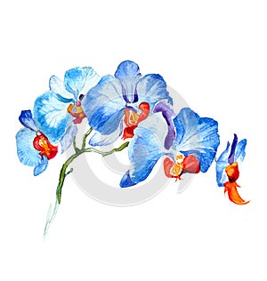 The new view of orchid watercolor hand drawn for postcard