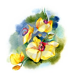 The new view of orchid watercolor hand drawn for postcard