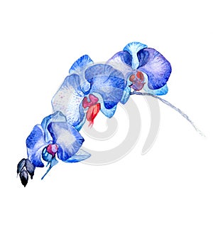 The new view of orchid watercolor hand drawn for postcard