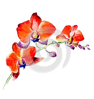 The new view of orchid watercolor hand drawn for postcard